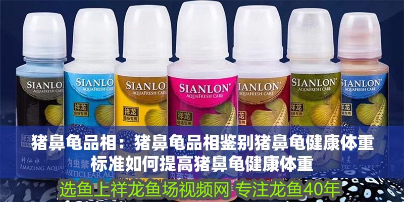 豬鼻龜品相：豬鼻龜品相鑒別豬鼻龜健康體重標準如何提高豬鼻龜健康體重