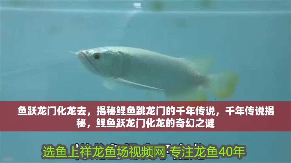 魚躍龍門化龍去，揭秘鯉魚跳龍門的千年傳說，千年傳說揭秘，鯉魚躍龍門化龍的奇幻之謎