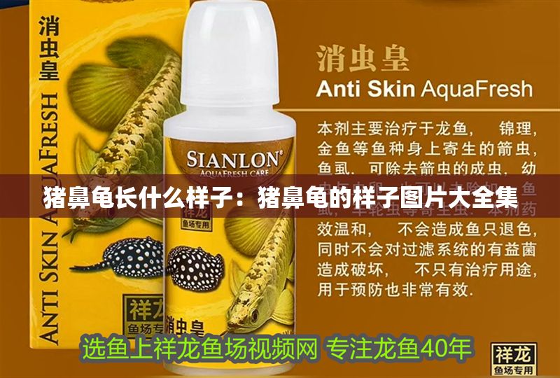 豬鼻龜長什么樣子：豬鼻龜的樣子圖片大全集