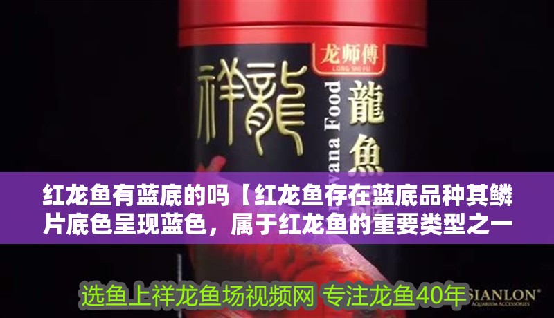 紅龍魚有藍底的嗎【紅龍魚存在藍底品種其鱗片底色呈現藍色，屬于紅龍魚的重要類型之一】