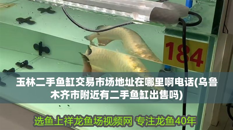 玉林二手魚缸交易市場地址在哪里啊電話(烏魯木齊市附近有二手魚缸出售嗎)
