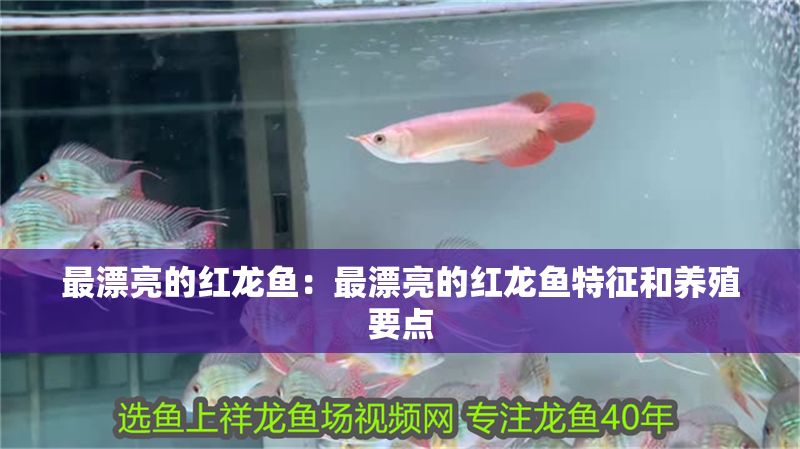 最漂亮的紅龍魚:最漂亮的紅龍魚特征和養(yǎng)殖要點(diǎn) 紅龍魚百科 第1張 最漂亮的紅龍魚:最漂亮的紅龍魚特征和養(yǎng)殖要點(diǎn) 最漂亮的紅龍魚:最漂亮的紅龍魚特征和養(yǎng)殖要點(diǎn) 紅龍魚百科 第1張