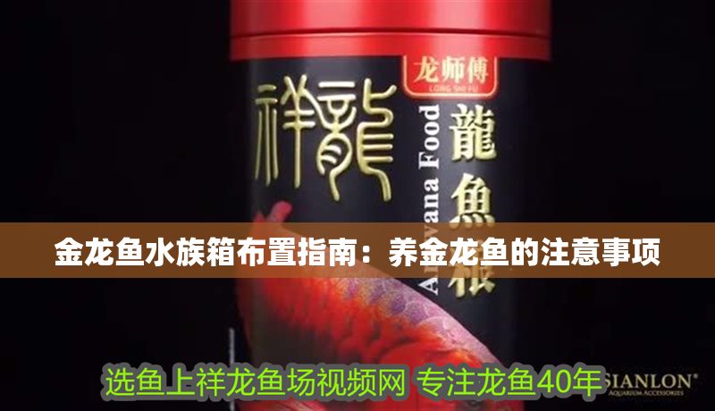 金龍魚水族箱布置指南：養金龍魚的注意事項