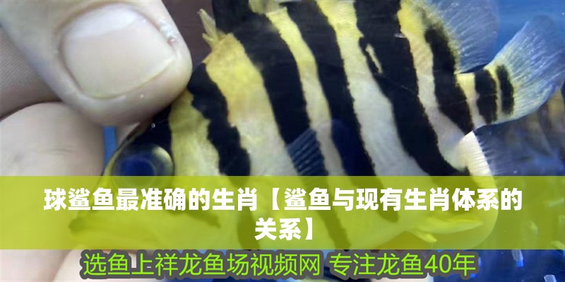 球鯊魚最準確的生肖【鯊魚與現有生肖體系的關系】