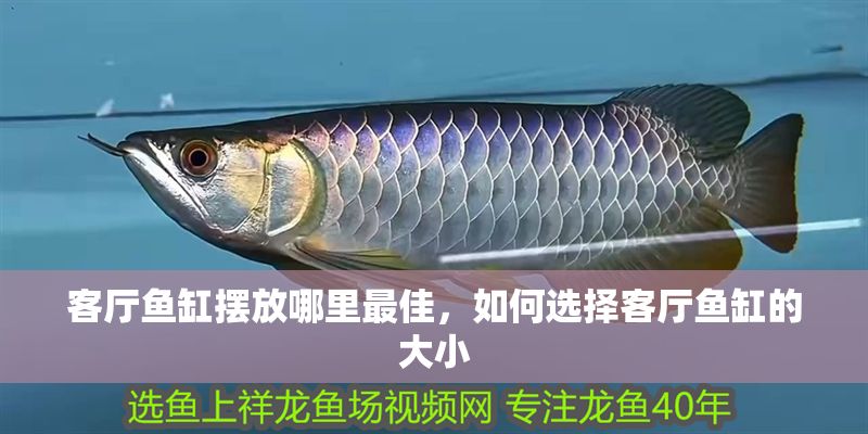 客廳魚缸擺放哪里最佳，如何選擇客廳魚缸的大小