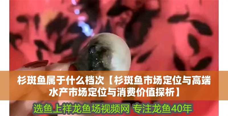 杉斑魚屬于什么檔次【杉斑魚市場定位與高端水產市場定位與消費價值探析】