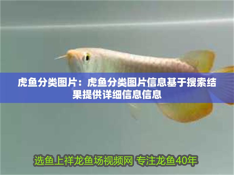 虎魚分類圖片：虎魚分類圖片信息基于搜索結果提供詳細信息信息