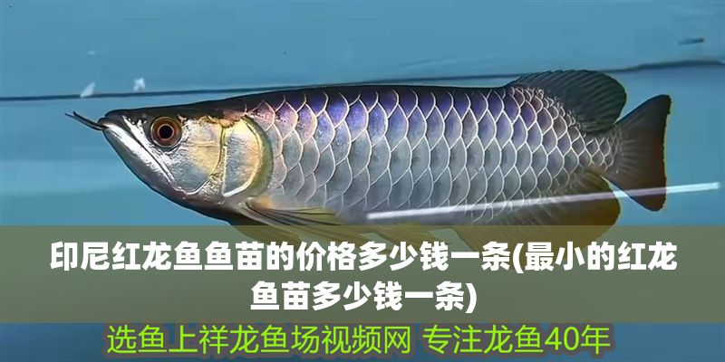 印尼紅龍魚魚苗的價格多少錢一條(最小的紅龍魚苗多少錢一條)