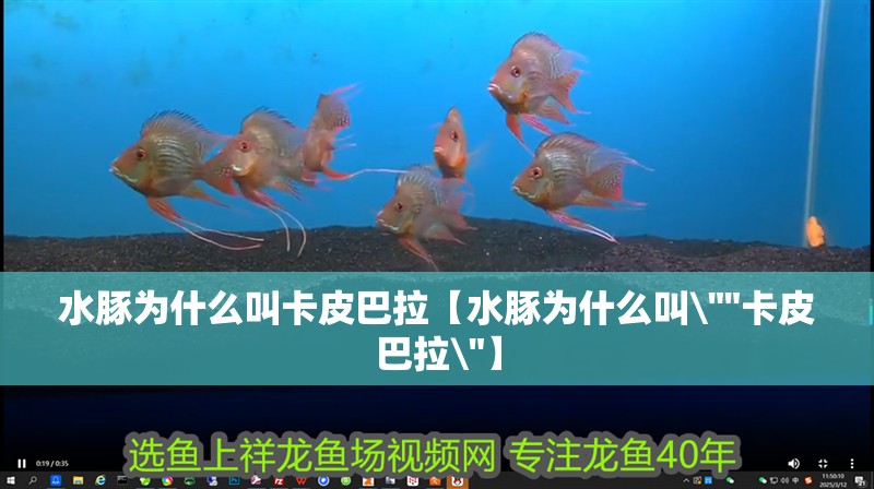 水豚為什么叫卡皮巴拉【水豚為什么叫\