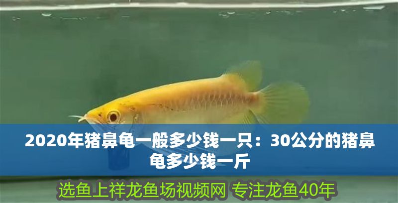 2020年豬鼻龜一般多少錢一只：30公分的豬鼻龜多少錢一斤