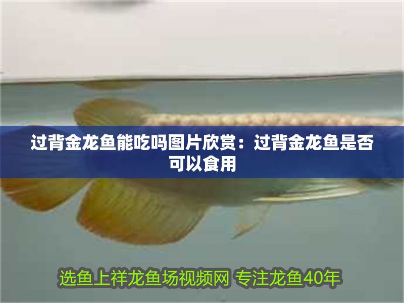 過(guò)背金龍魚能吃嗎圖片欣賞：過(guò)背金龍魚是否可以食用