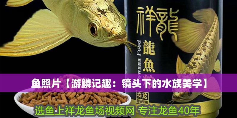 魚照片【游鱗記趣：鏡頭下的水族美學】
