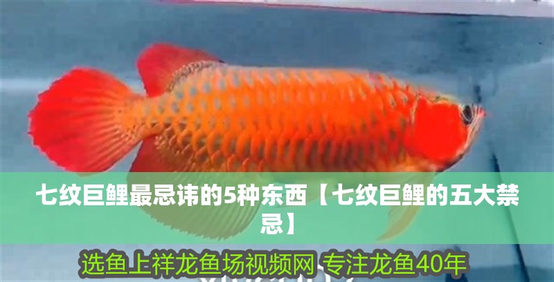 七紋巨鯉最忌諱的5種東西【七紋巨鯉的五大禁忌】