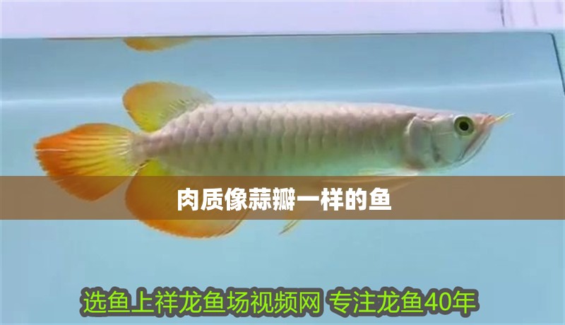 肉質像蒜瓣一樣的魚
