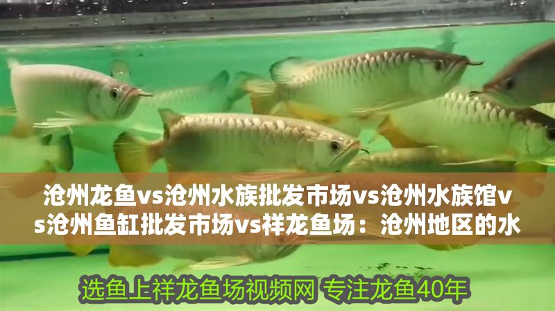 滄州龍魚vs滄州水族批發(fā)市場vs滄州水族館vs滄州魚缸批發(fā)市場vs祥龍魚場:滄州地區(qū)的水產(chǎn)市場