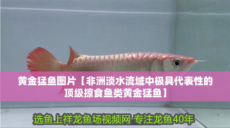 黃金猛魚圖片【非洲淡水流域中極具代表性的頂級掠食魚類黃金猛魚】