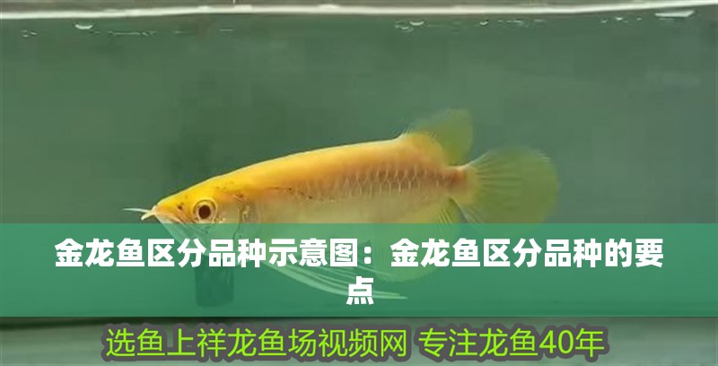 金龍魚區分品種示意圖：金龍魚區分品種的要點
