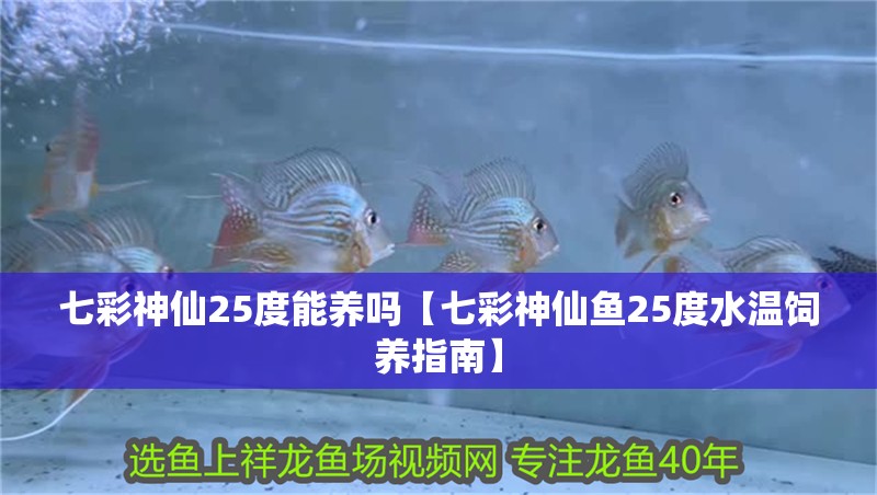 七彩神仙25度能養(yǎng)嗎【七彩神仙魚25度水溫飼養(yǎng)指南】