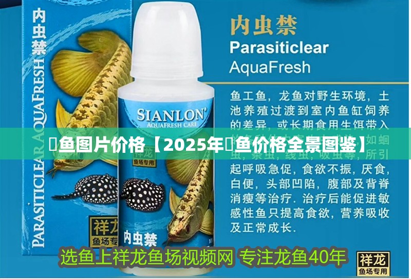 魟魚圖片價格【2025年魟魚價格全景圖鑒】