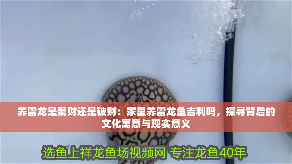 養(yǎng)雷龍是聚財還是破財：家里養(yǎng)雷龍魚吉利嗎，探尋背后的文化寓意與現(xiàn)實意義