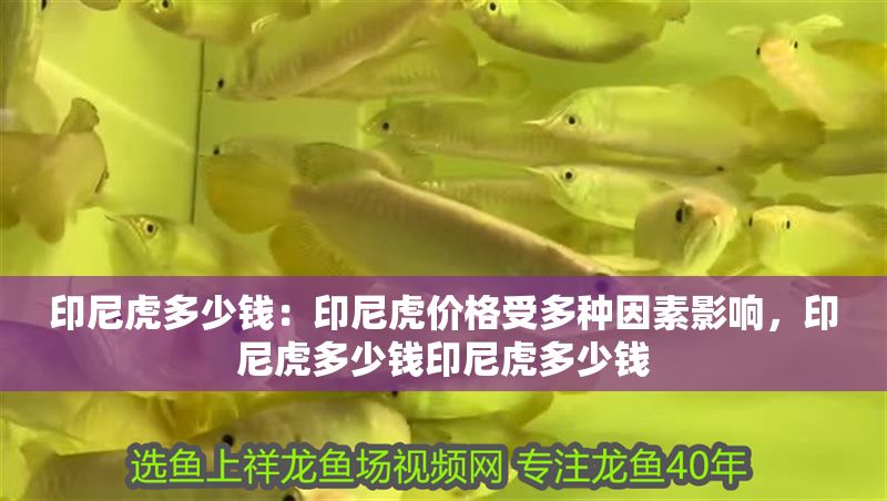 印尼虎多少錢：印尼虎價(jià)格受多種因素影響，印尼虎多少錢印尼虎多少錢
