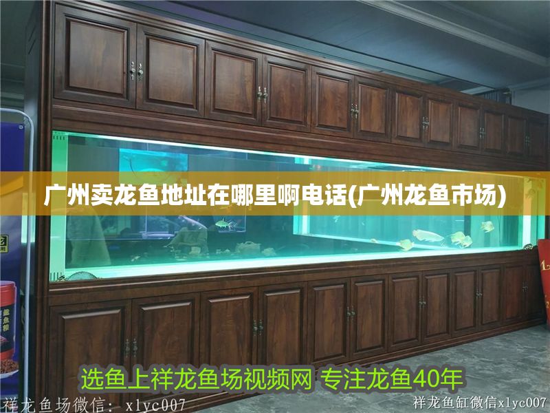 廣州賣龍魚地址在哪里啊電話(廣州龍魚市場)