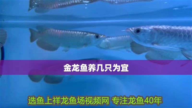 金龍魚養幾只為宜