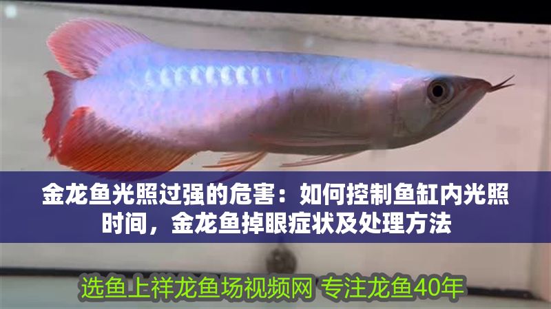 金龍魚光照過強的危害：如何控制魚缸內光照時間，金龍魚掉眼癥狀及處理方法