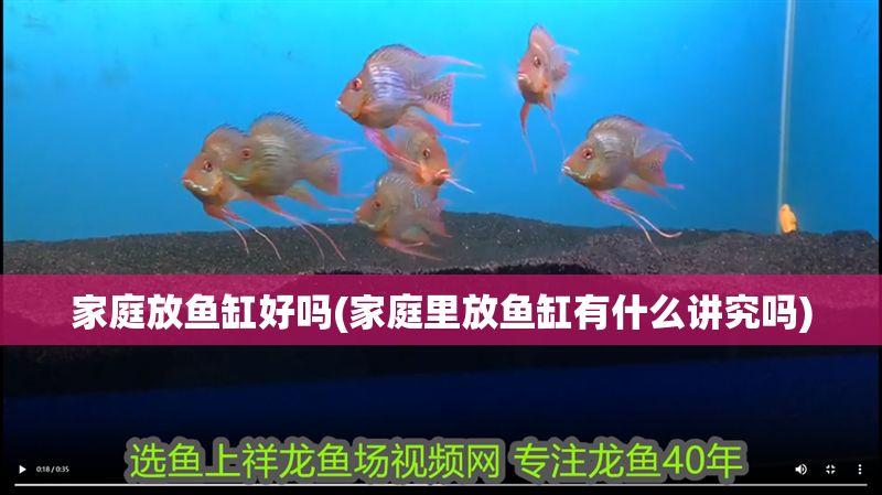家庭放魚缸好嗎(家庭里放魚缸有什么講究嗎)
