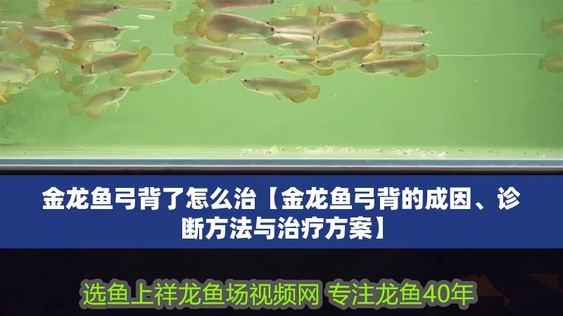 金龍魚弓背了怎么治【金龍魚弓背的成因、診斷方法與治療方案】