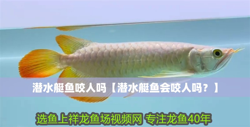 潛水艇魚咬人嗎【潛水艇魚會咬人嗎？】