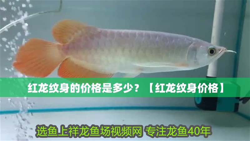 紅龍紋身的價(jià)格是多少？【紅龍紋身價(jià)格】