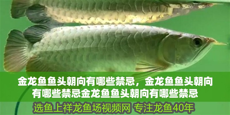 金龍魚魚頭朝向有哪些禁忌，金龍魚魚頭朝向有哪些禁忌金龍魚魚頭朝向有哪些禁忌