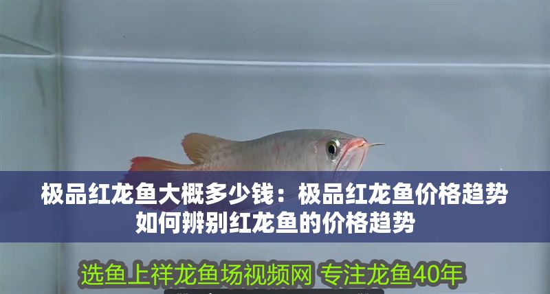 極品紅龍魚大概多少錢：極品紅龍魚價格趨勢如何辨別紅龍魚的價格趨勢