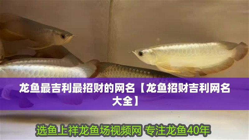 龍魚最吉利最招財的網名【龍魚招財吉利網名大全】