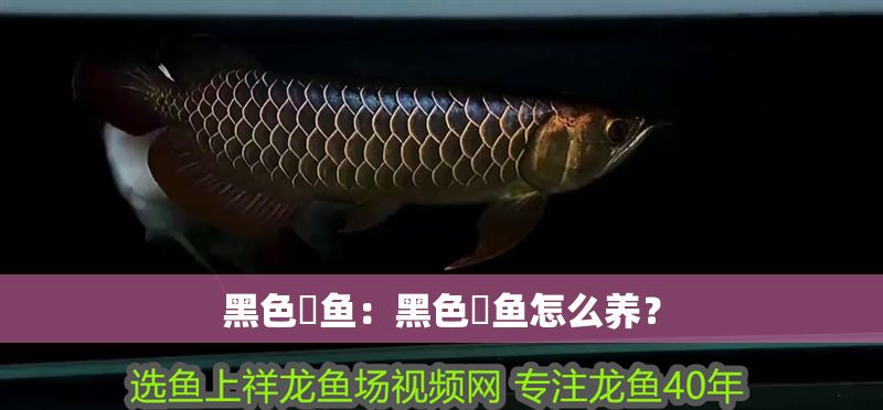 黑色魟魚：黑色魟魚怎么養？