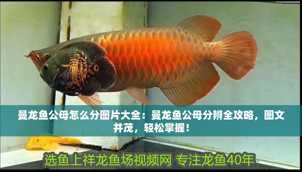 詳細(xì)閱讀:曼龍魚(yú)公母怎么分圖片大全:曼龍魚(yú)公母分辨全攻略,圖文并茂,輕松掌握! 曼龍魚(yú)公母怎么分圖片大全:曼龍魚(yú)公母分辨全攻略,圖文并茂,輕松掌握!