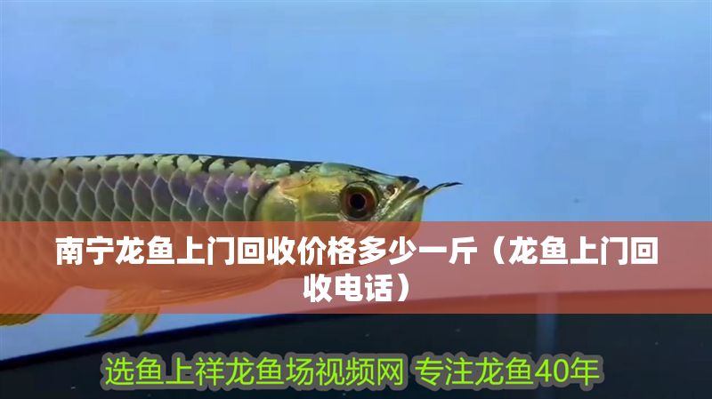 南寧龍魚上門回收價格多少一斤（龍魚上門回收電話）