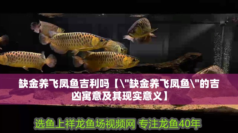 缺金養飛鳳魚吉利嗎【\