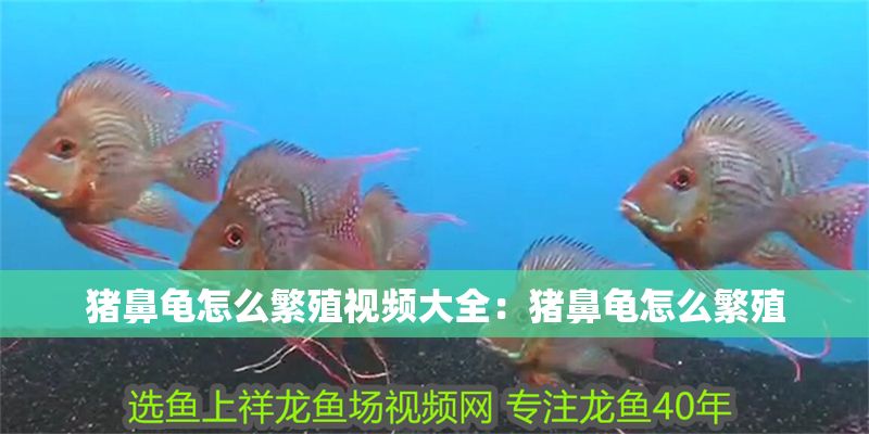 豬鼻龜怎么繁殖視頻大全：豬鼻龜怎么繁殖