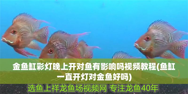 金魚缸彩燈晚上開對魚有影響嗎視頻教程(魚缸一直開燈對金魚好嗎)