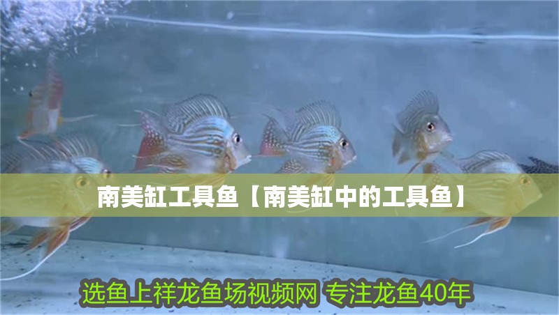 南美缸工具魚【南美缸中的工具魚】