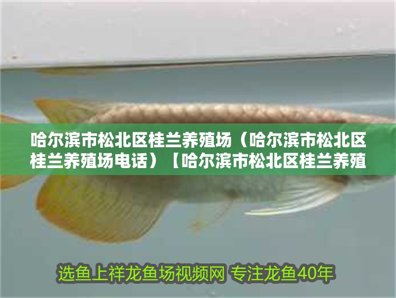 哈爾濱市<strong><mark>松北</mark></strong>區桂蘭養殖場（哈爾濱市<strong><mark>松北</mark></strong>區桂蘭養殖場電話）【哈爾濱市<strong><mark>松北</mark></strong>區桂蘭養殖場】