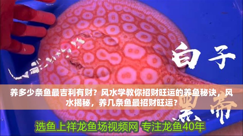 養多少條魚最吉利有財？風水學教你招財旺運的養魚秘訣，風水揭秘，養幾條魚最招財旺運？