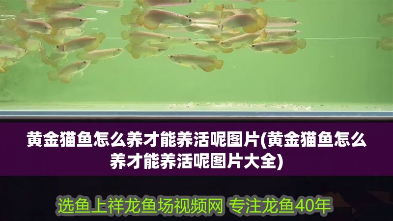 黃金貓魚怎么養(yǎng)才能養(yǎng)活呢圖片(黃金貓魚怎么養(yǎng)才能養(yǎng)活呢圖片大全)