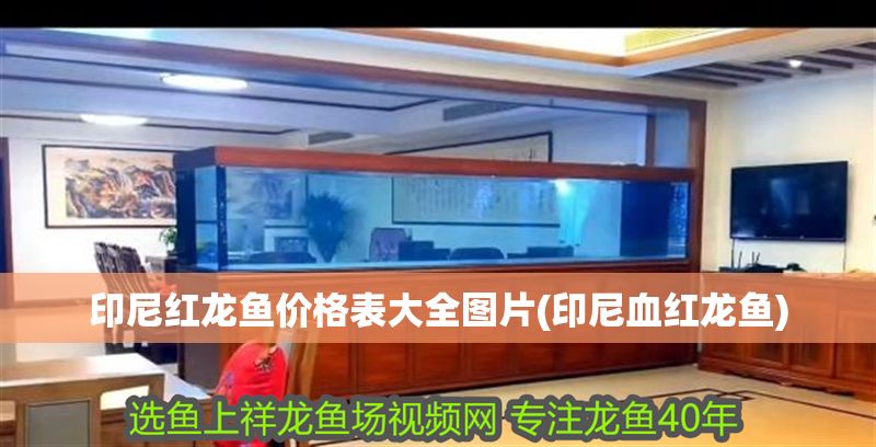印尼紅龍魚價(jià)格表大全圖片(印尼血紅龍魚)