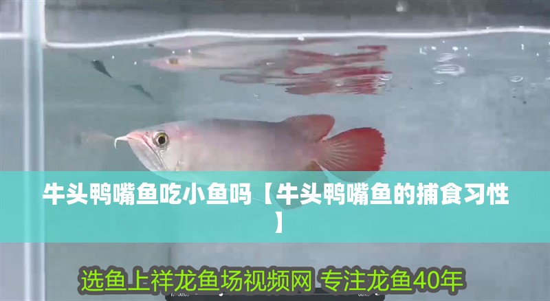 牛頭鴨嘴魚吃小魚嗎【牛頭鴨嘴魚的捕食習性】