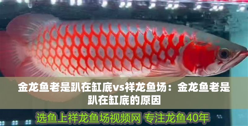 金龍魚老是趴在缸底vs祥龍魚場：金龍魚老是趴在缸底的原因
