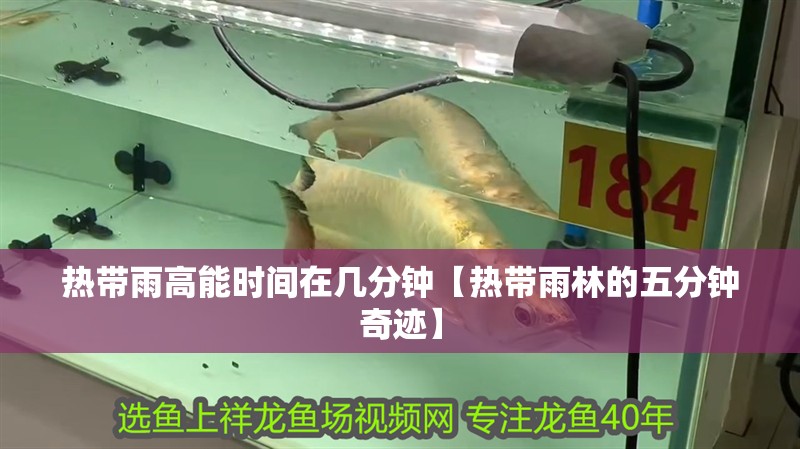 熱帶雨高能時間在幾分鐘【熱帶雨林的五分鐘奇跡】