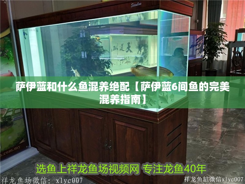 薩伊藍和什么魚混養絕配【薩伊藍6間魚的完美混養指南】